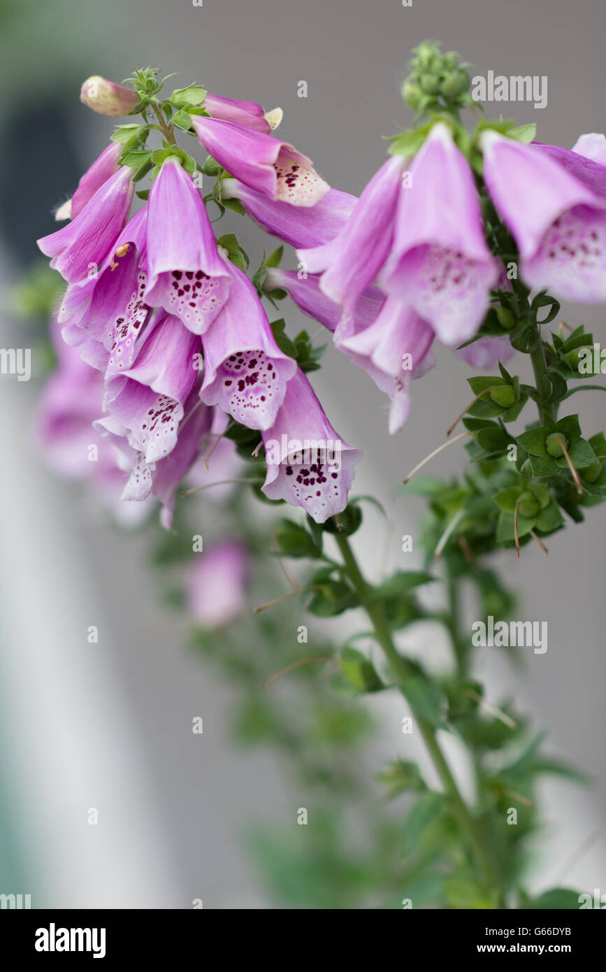 An Image of A Campanula in summer Stock Photo