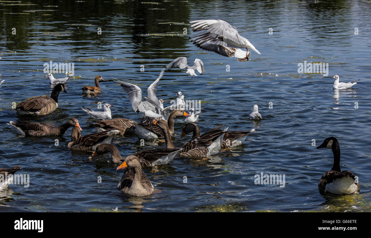 ducks in the pond of Kensington Garden Park in London Stock Photo
