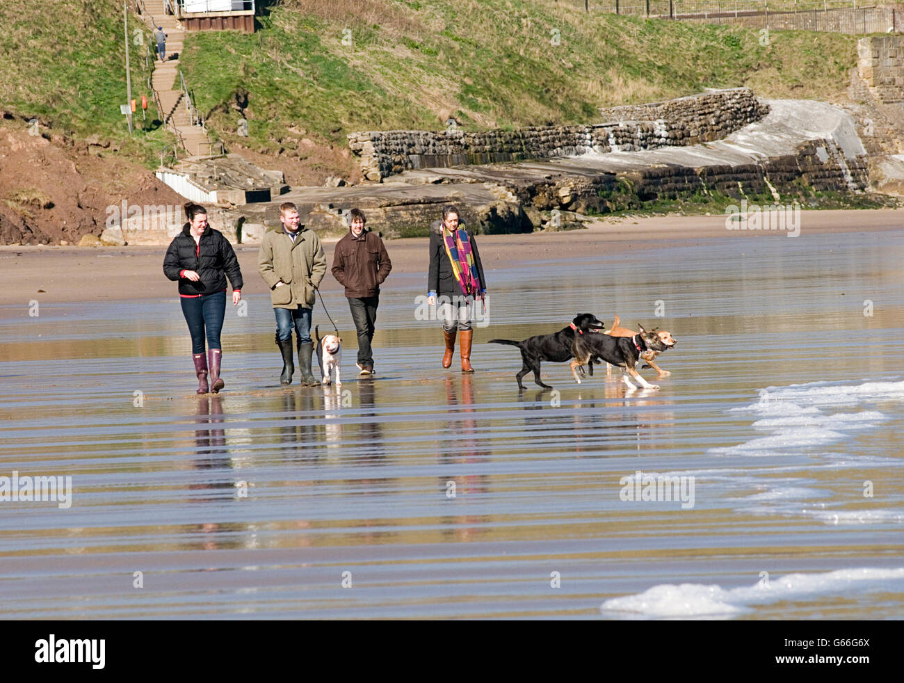 dog walk walker walkers group of people walking dogs on beach sea seaside run running playing Stock Photo