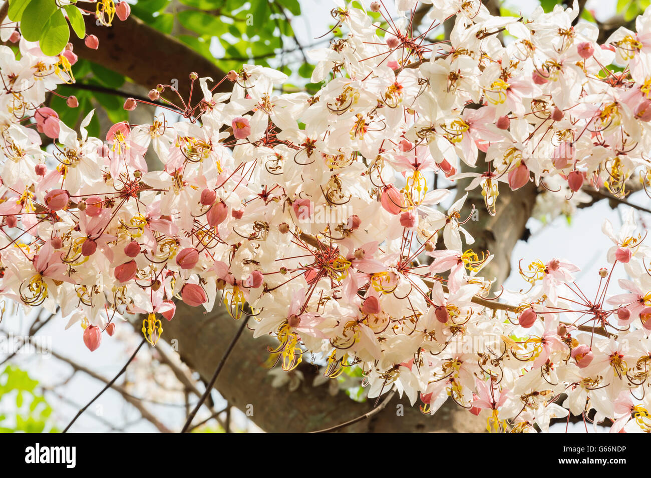 flower in garden in Thailand Stock Photo