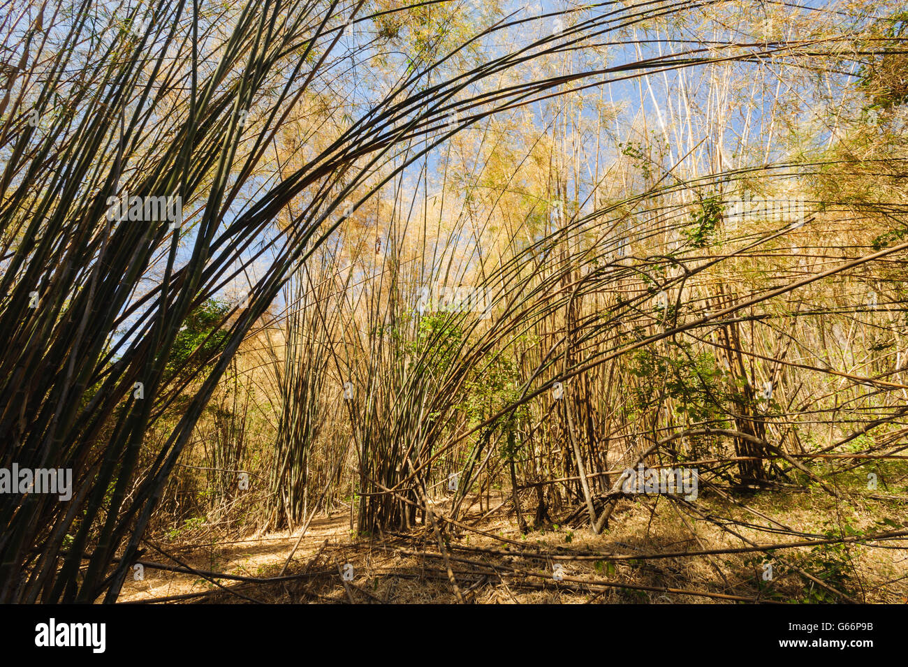 Tree Bamboo in Huay Mae Kamin National Park, Kanchanaburi, Thailand Stock Photo