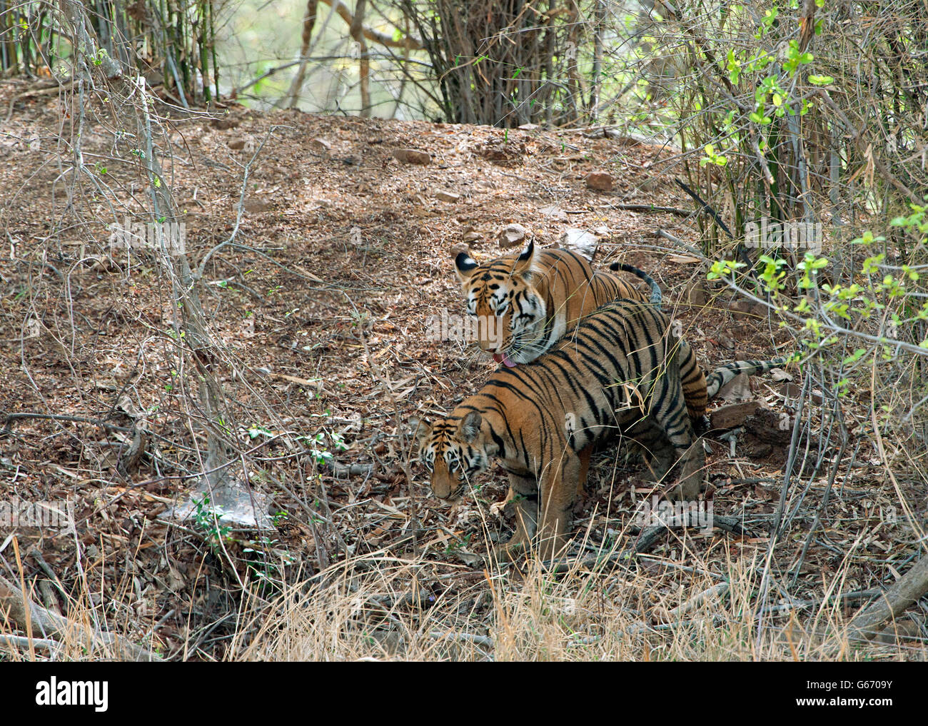 The Image Of Maya Tigress Panthera Tigris With Cub In Tadoba National Park India Stock