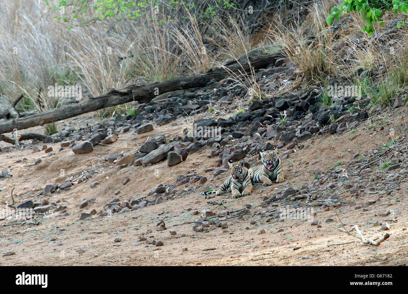The image of Tiger ( Pnathera tigris ) Mayas cubs in Tadoba national park, India Stock Photo
