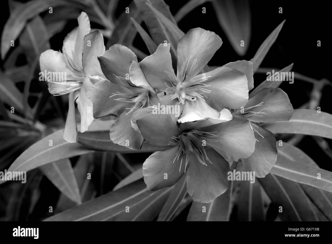 Royal Botanical Gardens, Grand Cayman Stock Photo Alamy