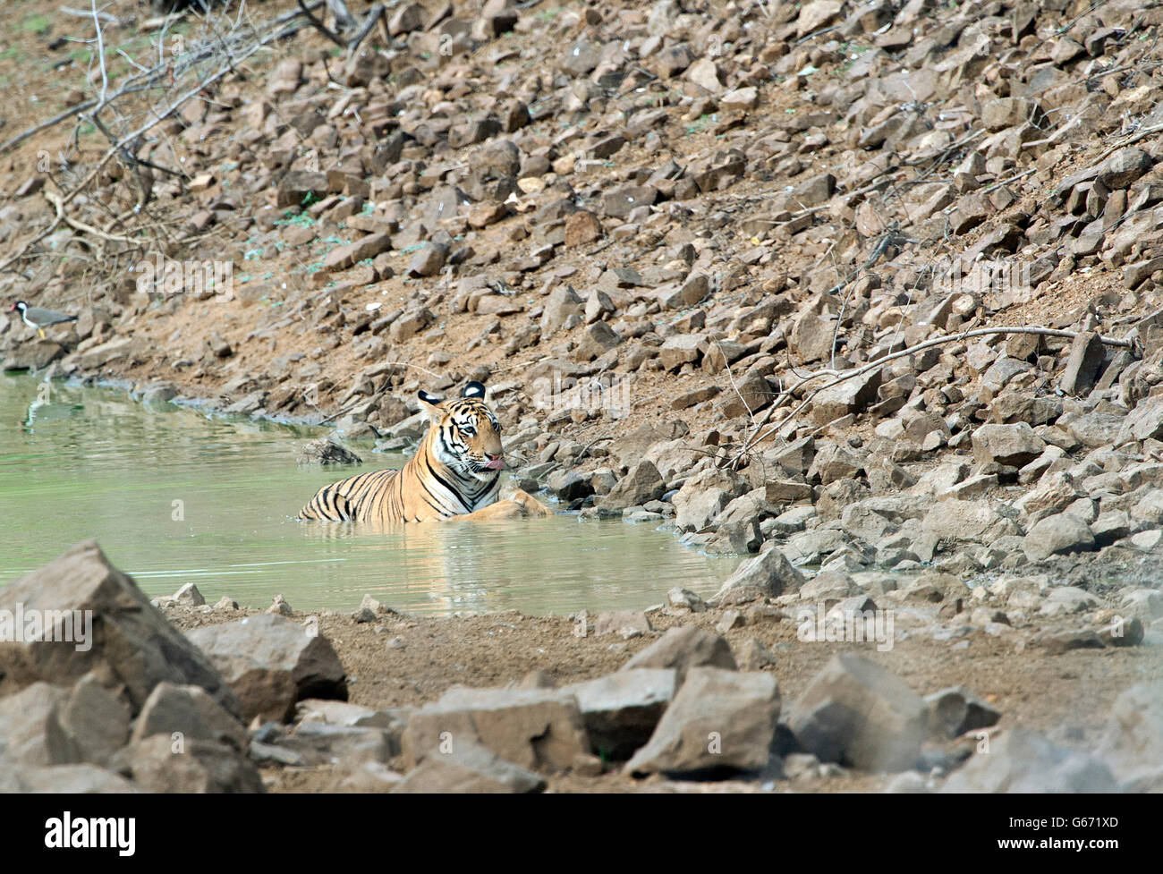 The image of Mayas cub  Tigress ( Panthera tigris ) Tadoba national park,  India; Stock Photo