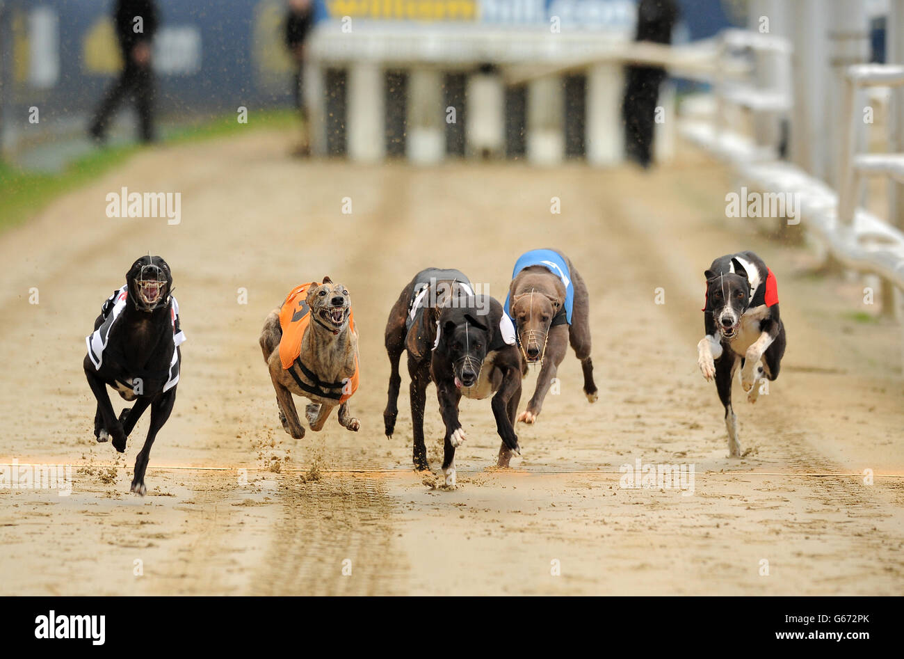 Greyhound Racing - William Hill Derby - Third Round - Day Three - Wimbledon Stadium Stock Photo