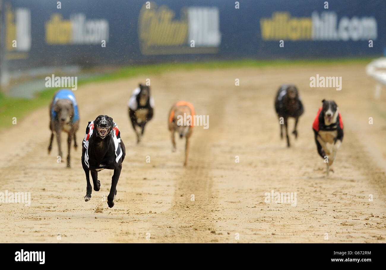 Droopys Jet (no.6 black/white) on the way to winning the William Hill Derby 3rd Round Heat 1 ahead of Skate On (no.5 orange), Kereight King (no.4 black), Kilara Missy (no.3 white), Teejays Bluehawk (no.2 blue) and Tyrur Sugar Ray (no.1 red) Stock Photo