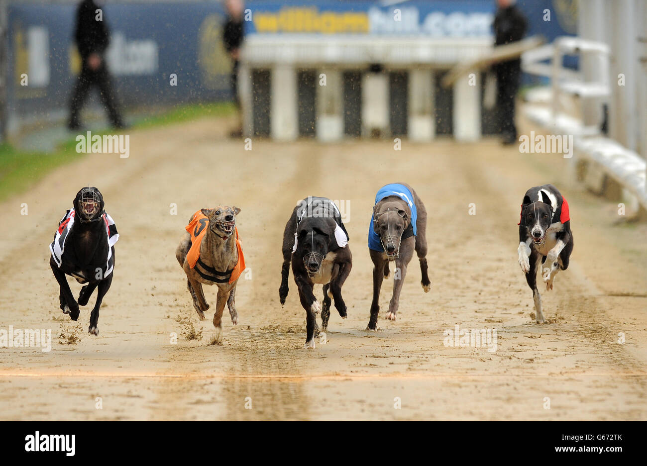 Droopys Jet (no.6 black/white), Skate On (no.5 orange), Kereight King (no.4 black), Kilara Missy (no.3 white), Teejays Bluehawk (no.2 blue) and Tyrur Sugar Ray (no.1 red) in action during the William Hill Derby 3rd Round Heat 1 Stock Photo