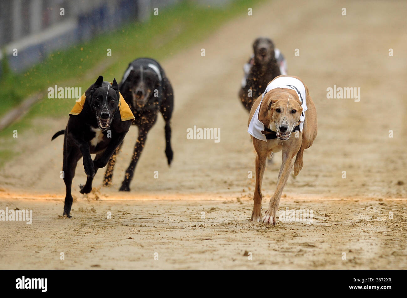 Blue Appeal (no.6 black/white), Cloheena Micky (no.5 orange), King Bradley (no.4 black) and Ballymac Vic (no.3 white) in action during the William Hill Derby 3rd Round Heat 2 Stock Photo