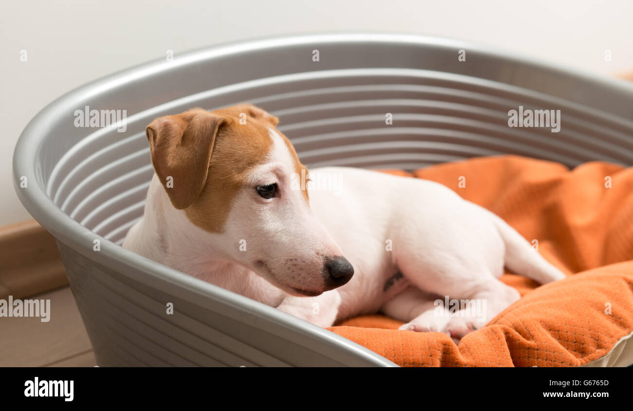 Jack Russell Terrier Lying on Dog Bed Stock Photo Alamy