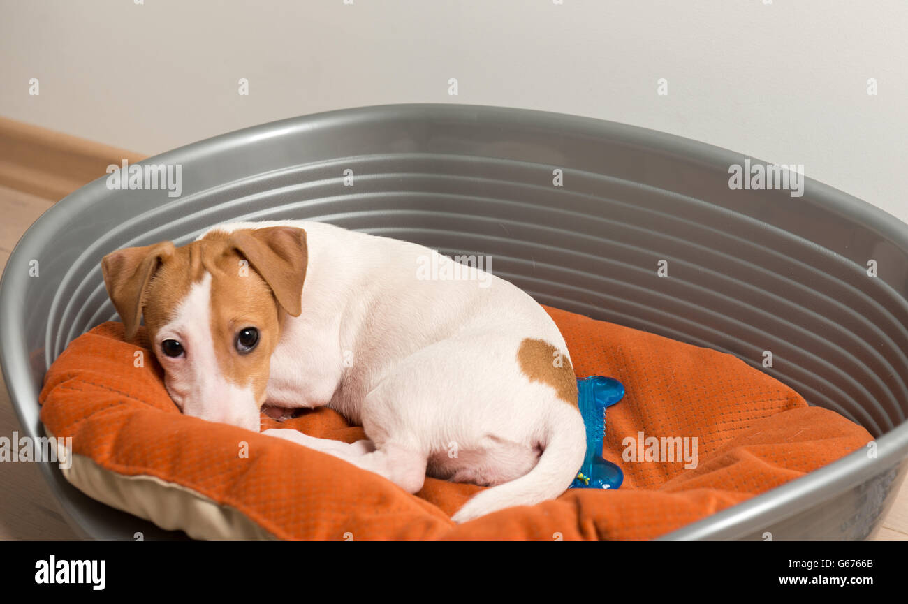 Jack Russell Terrier Lying on Dog Bed Stock Photo Alamy