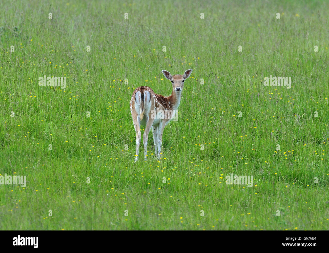 Summer weather June 25 Stock Photo Alamy