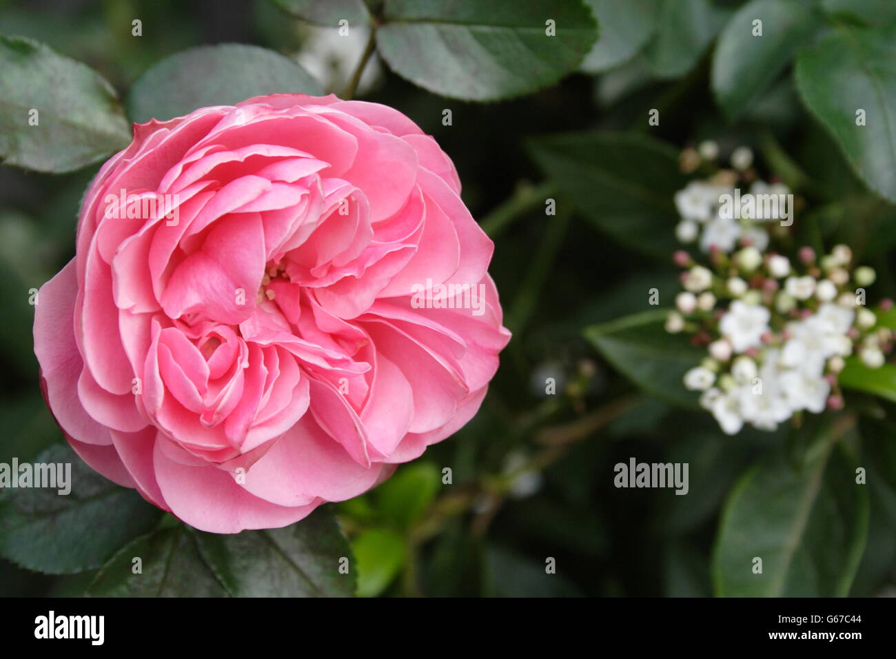 Old pink English Rose Stock Photo