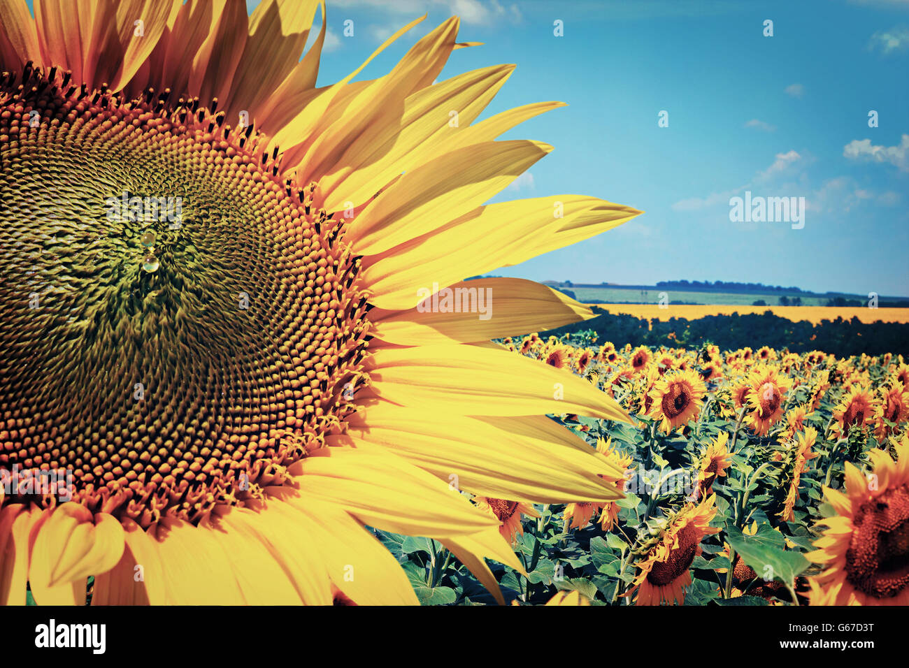 Image field with blooming sunflowers, summer landscape Stock Photo - Alamy