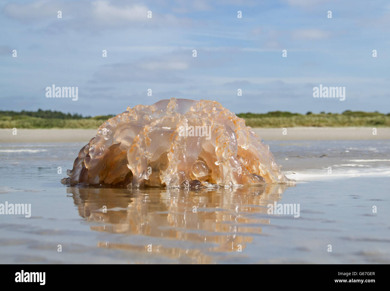 Barrel jellyfish upside down on the beach Stock Photo
