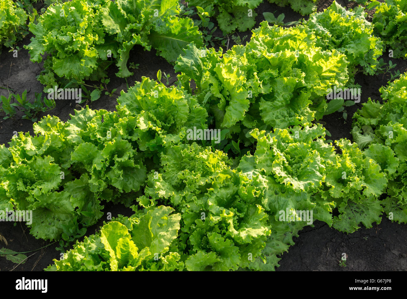 The beds of lettuce in garden Stock Photo Alamy