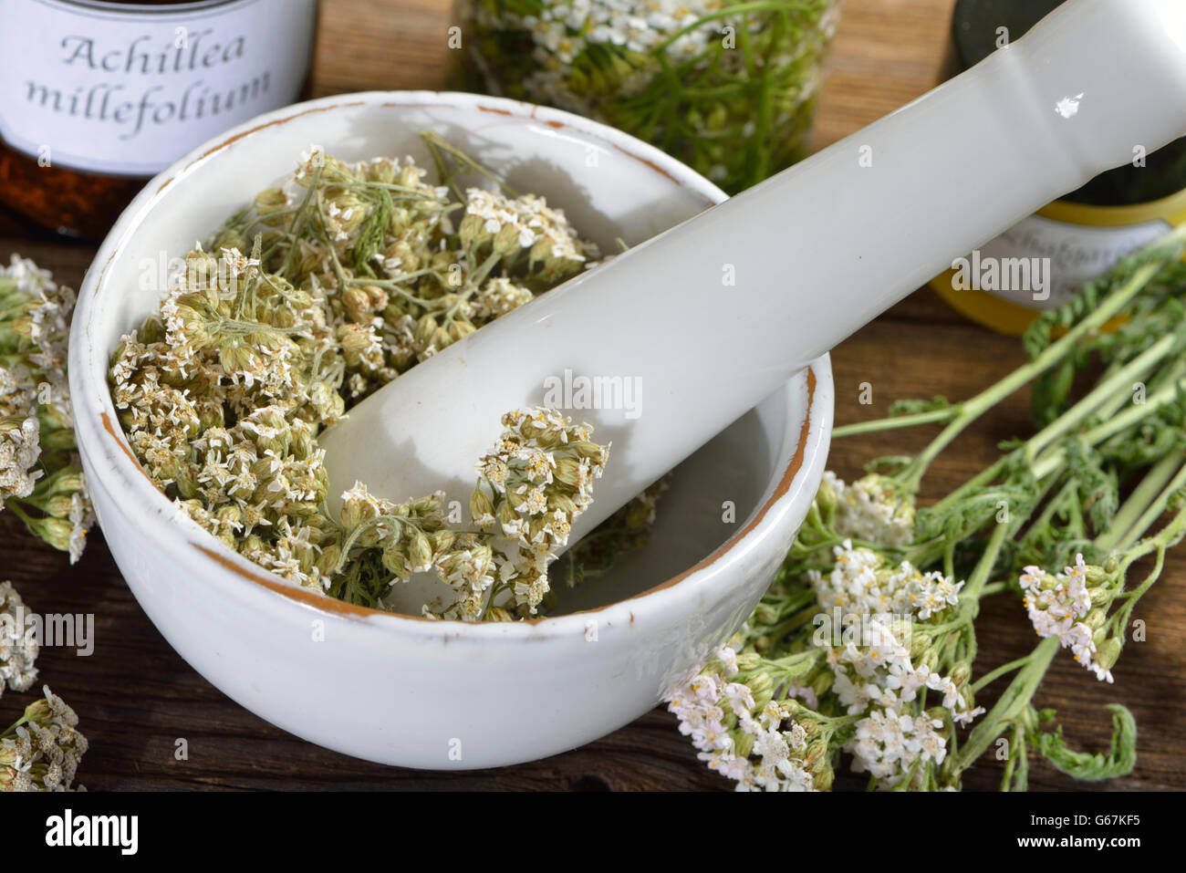 Yarrow, yarrow flowers / (Achillea millefolium) Stock Photo