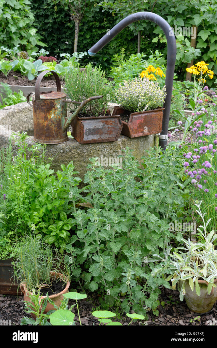 Vegetable garden, herbs, horehound, chives, thyme, ironwort, mountain tea and shepherd's tea / (Marrubium vulgare), (Allium schoenoprasum), (Sideritis scardica) Stock Photo