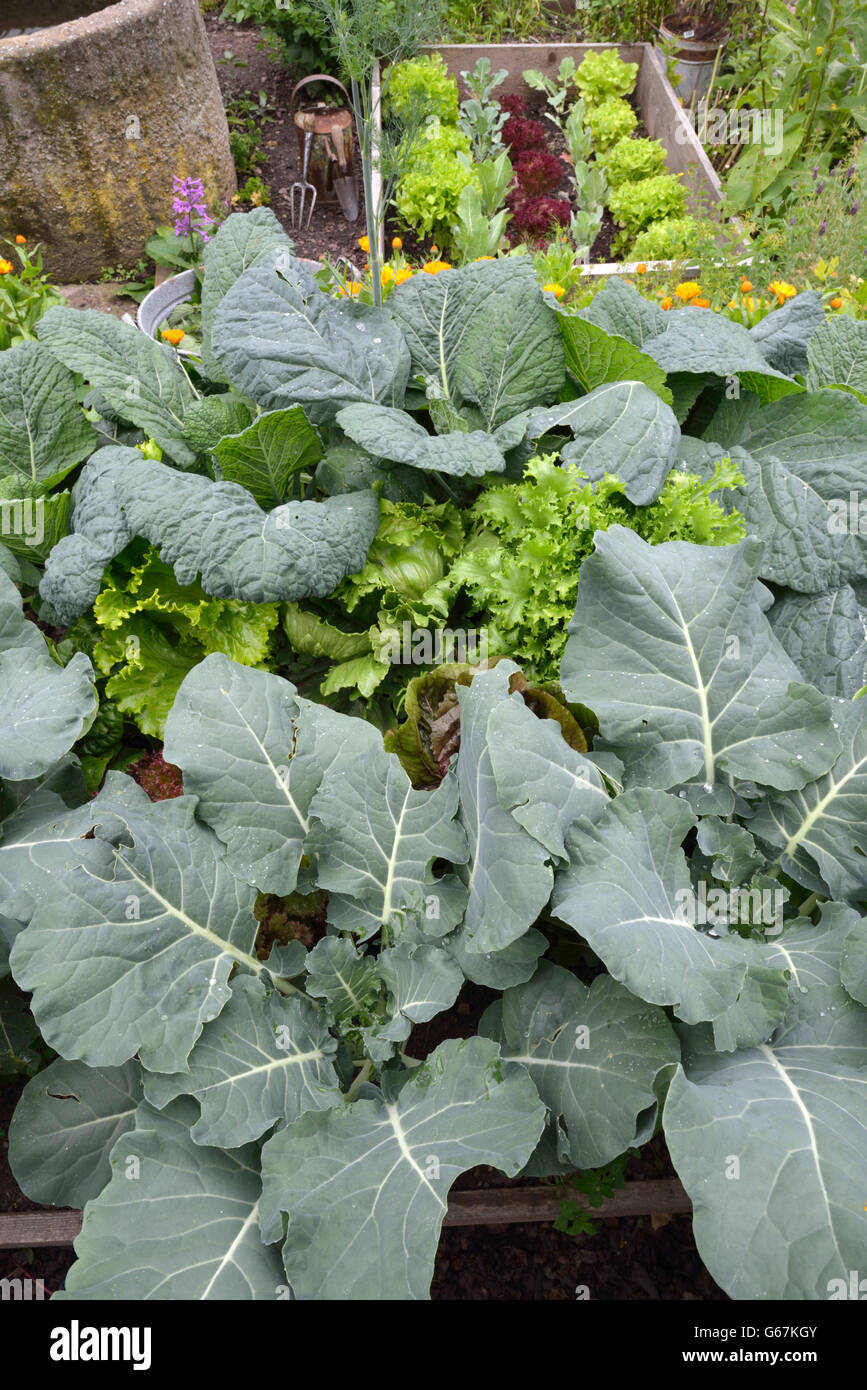 Vegetable bed with salad, broccoli, savoy, salad, marigold, balm / (Brassica oleracea), (Brassica oleracea convar. capitata var. sabauda) Stock Photo