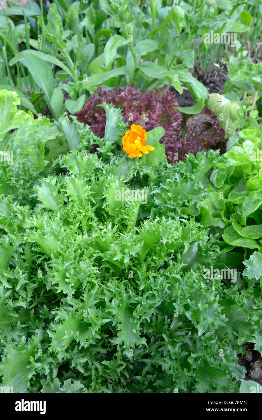 Lettuce, variety Krizet, and leaf lettuce Stock Photo