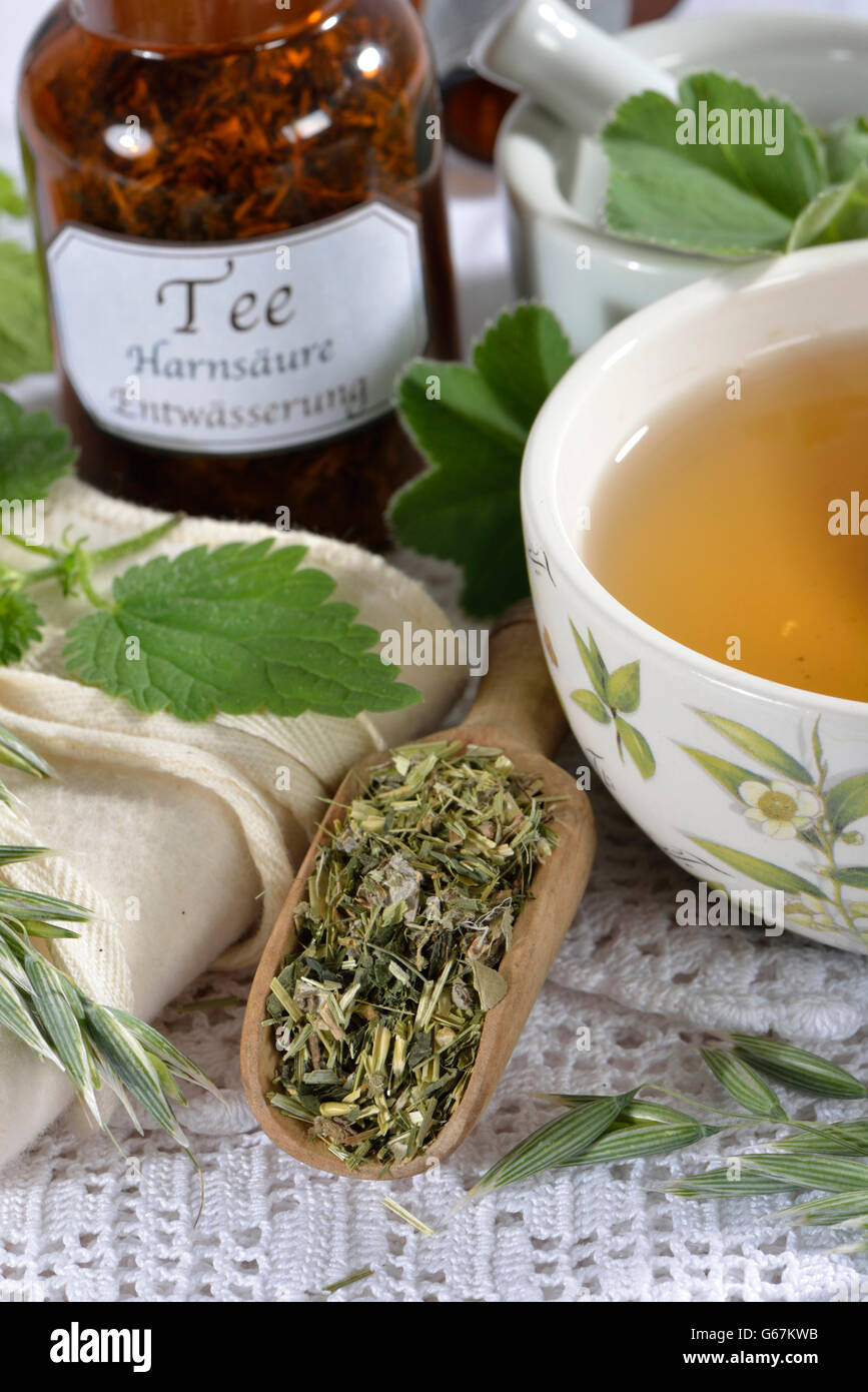 Green Oat tea, Common oat, Nettle herb, Alpine lady's mantle / (Avena sativa), (Urtica dioica), (Alchemilla alpina) Stock Photo