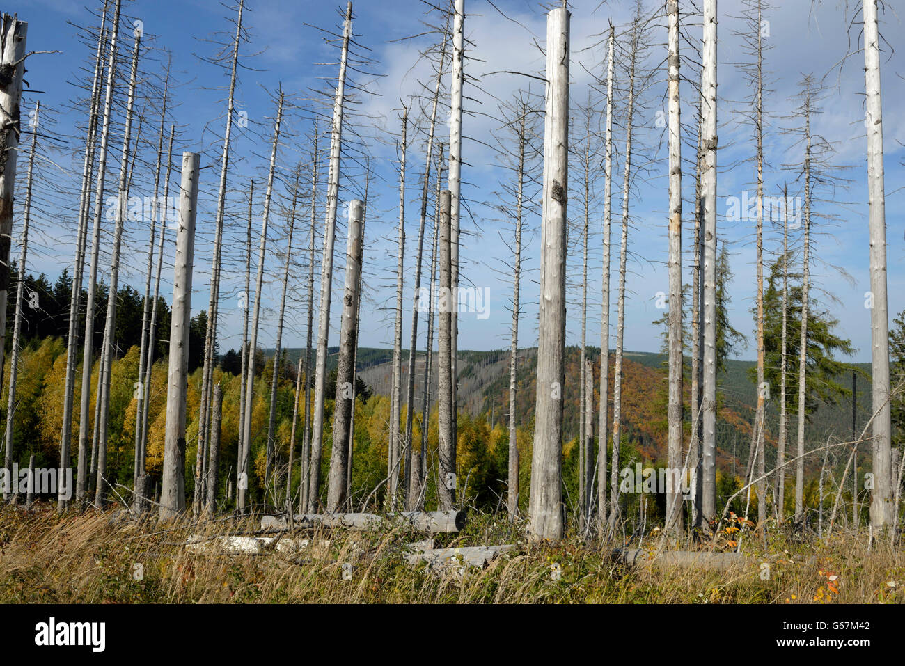 Dead trees, Brocken, Harz, Germany, common spruce / (Picea abies Stock
