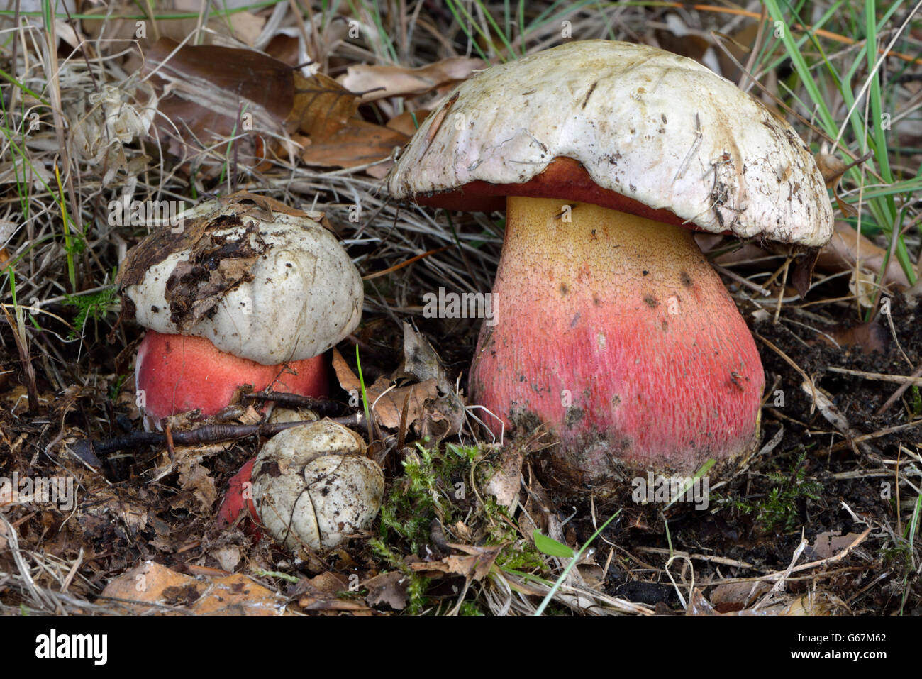 Devil's bolete, Satan's mushroom / (Boletus satanas) Stock Photo