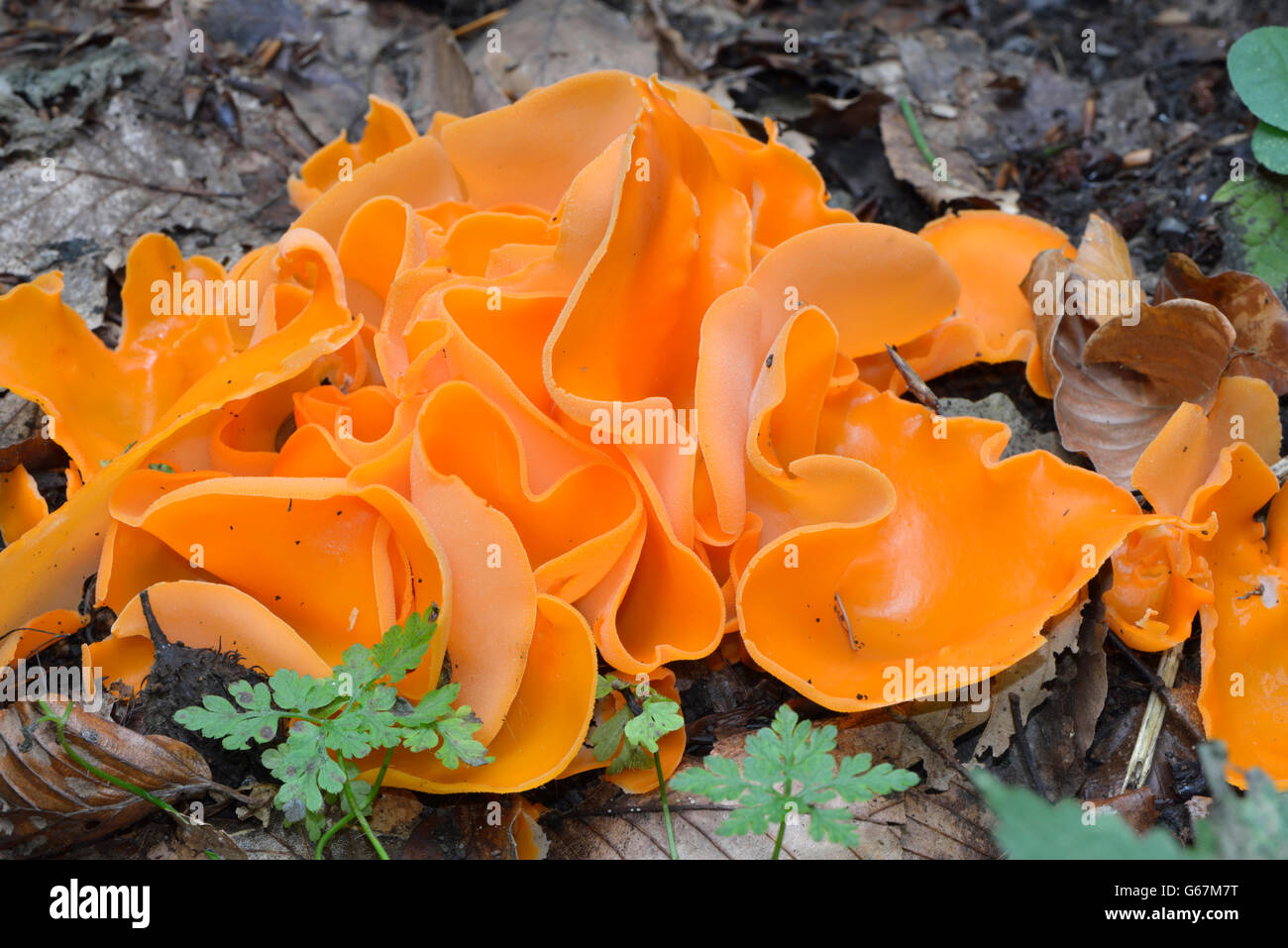 Orange Peel Fungus / (Aleuria aurantia) Stock Photo