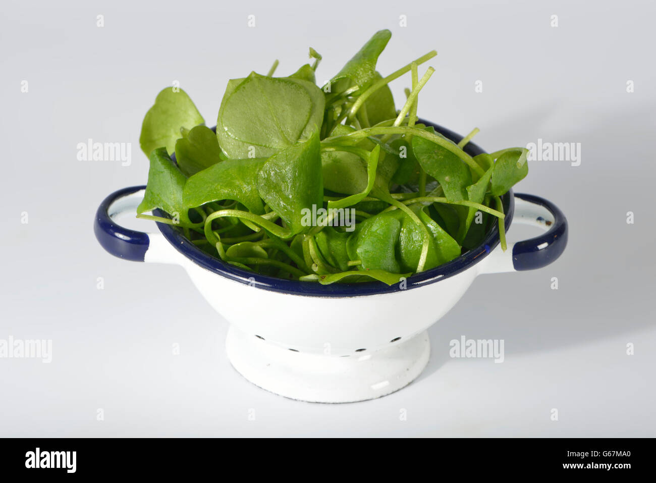 Indian lettuce hires stock photography and images Alamy