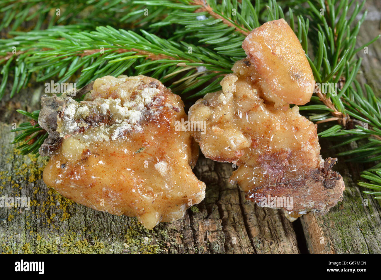 Spruce resin / (Picea abies) Stock Photo
