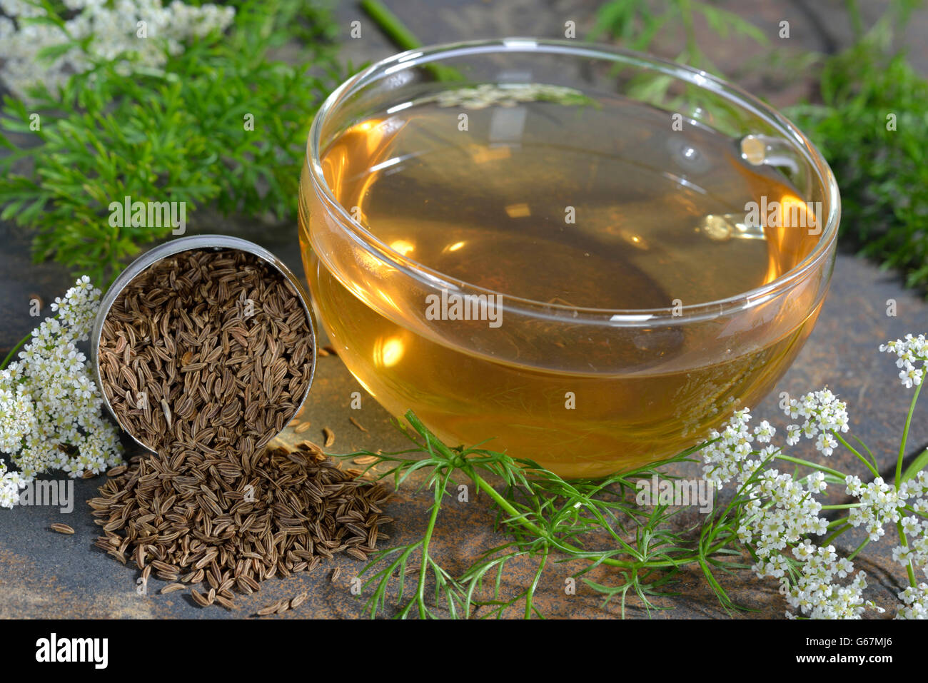 Caraway, meridian fennel, persian cumin / (Carum carvi Stock Photo Alamy