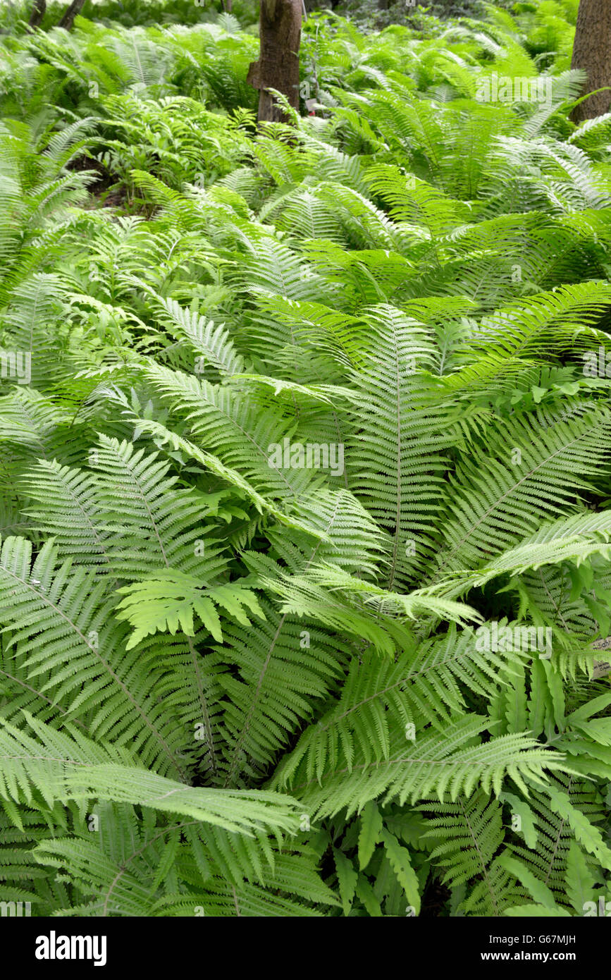 Northern maidenhair fern, five-fingered fern / (Adiantum pedatum) Stock Photo