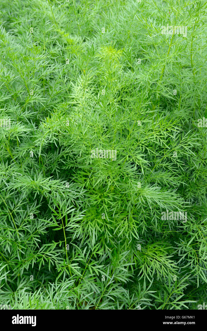 Asafoetida, asafetida / (Ferula assafoetida Stock Photo Alamy