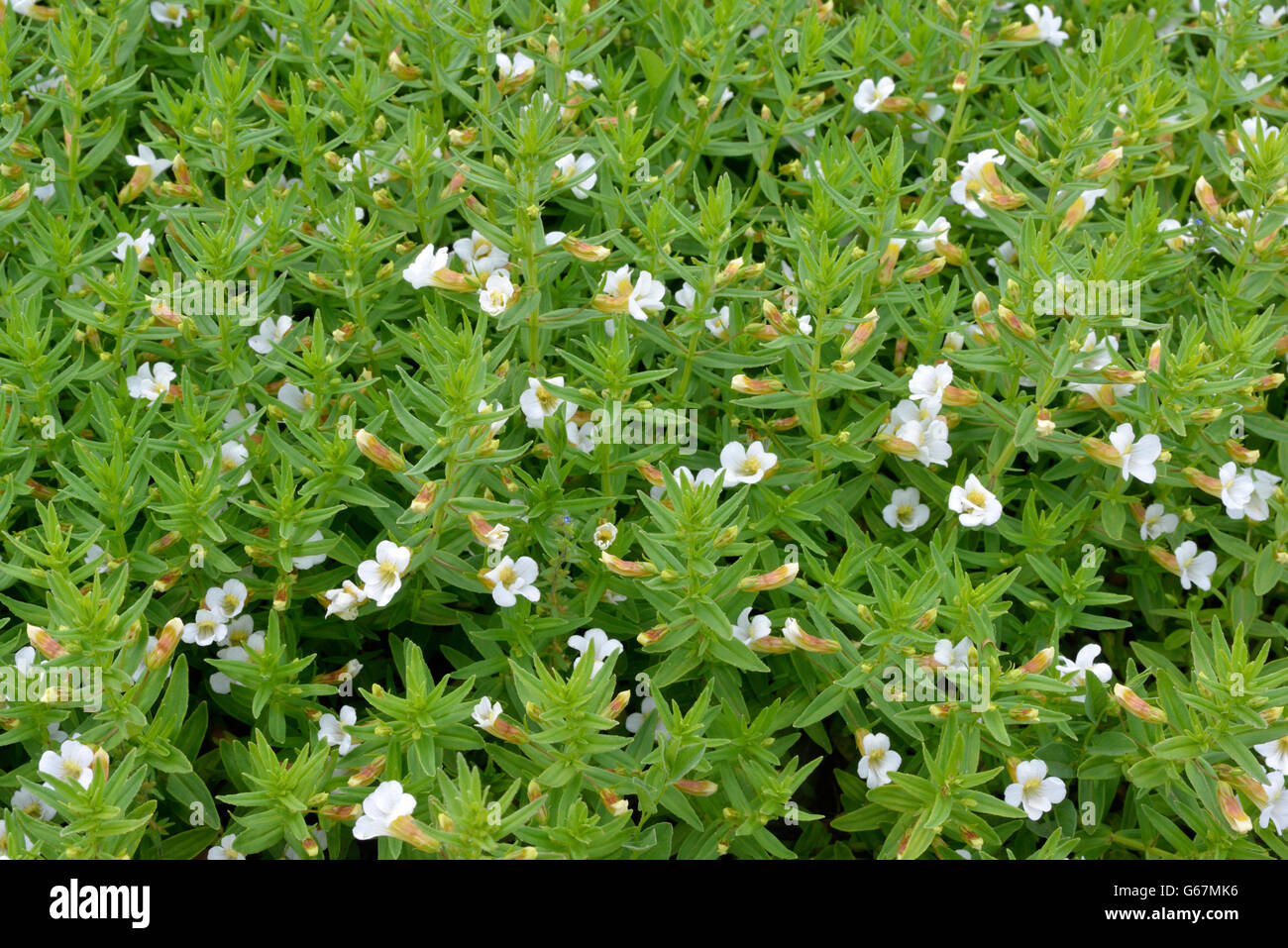 Hedgehyssop, Herb of Grace / (Gratiola officinalis) Stock Photo