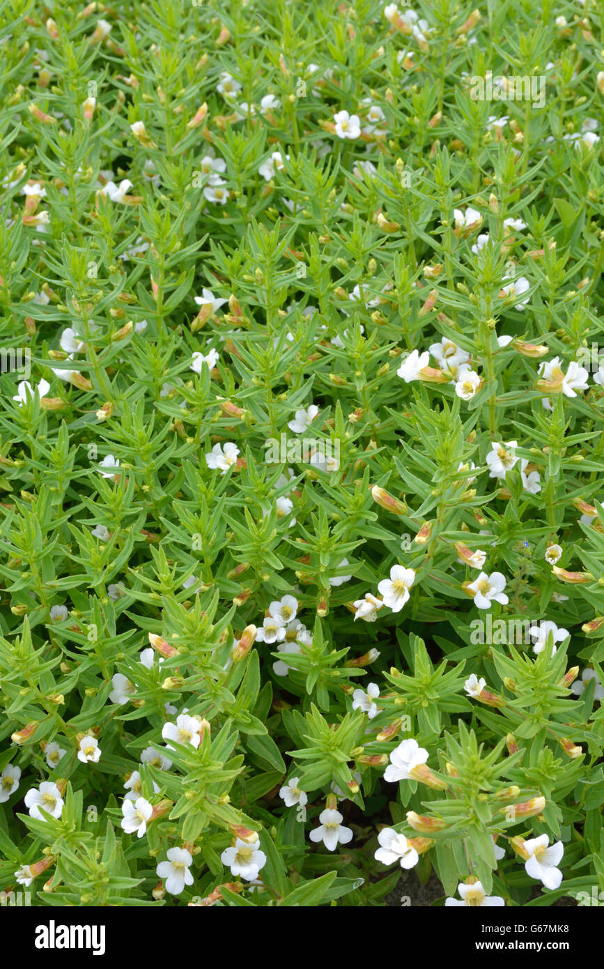 Hedgehyssop, Herb of Grace / (Gratiola officinalis) Stock Photo