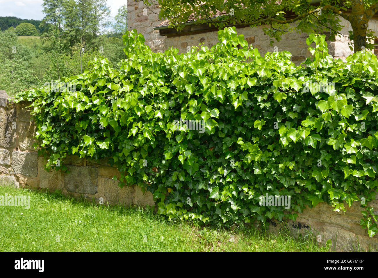 Ivy / (Hedera helix) Stock Photo