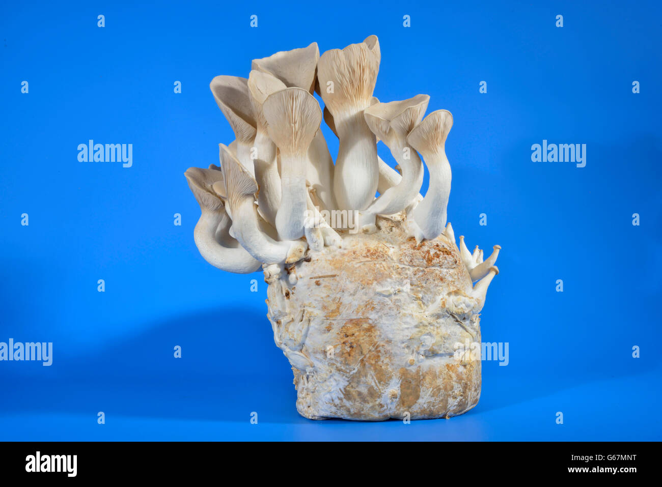 King trumpet mushroom, french horn mushroom, king oyster mushroom, king