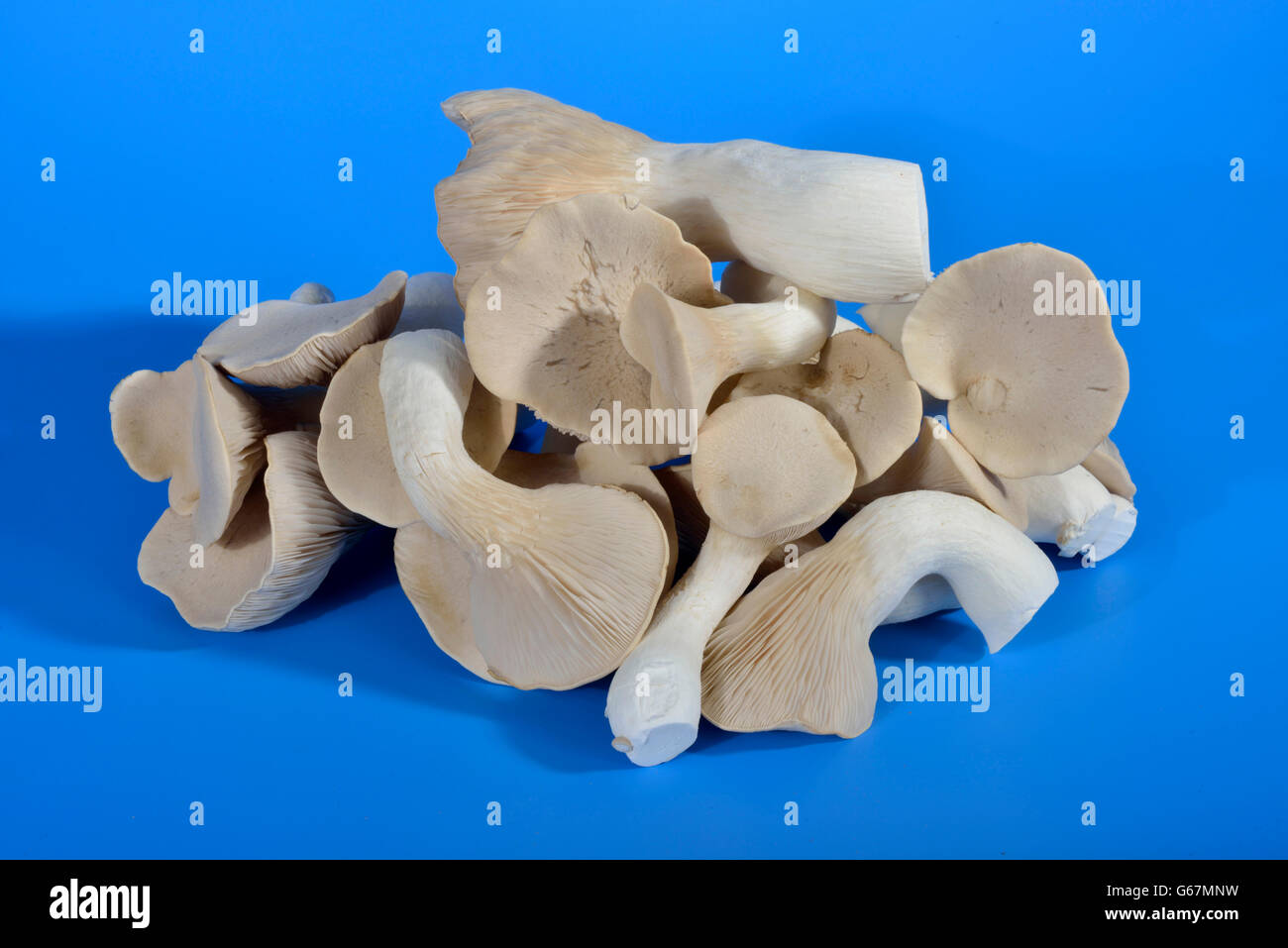 King trumpet mushroom, french horn mushroom, king oyster mushroom, king brown mushroom, boletus of the steppes, trumpet royale / (Pleurotus eryngii) Stock Photo