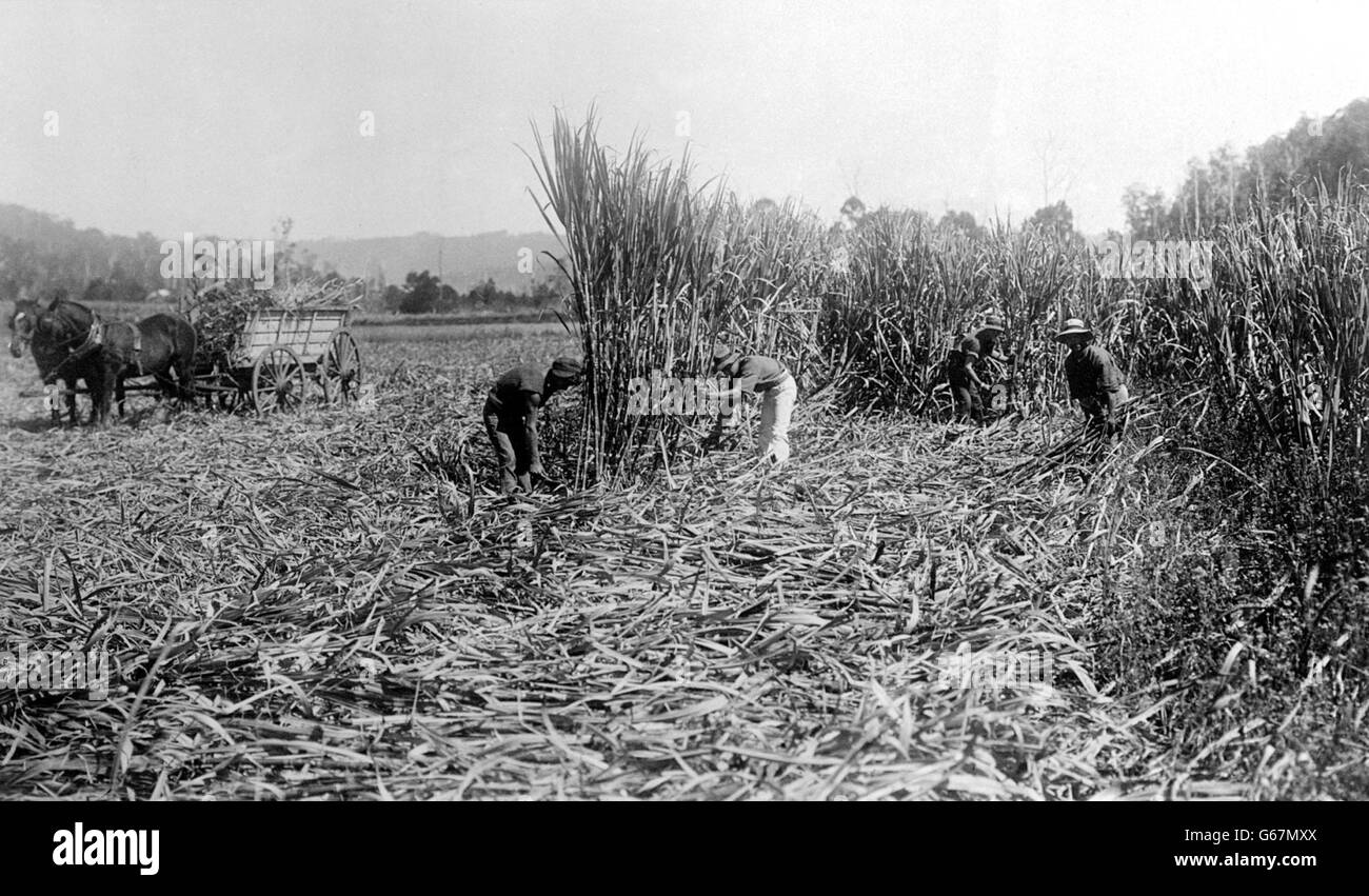 Cutting sugar cane at nambour hires stock photography and images Alamy
