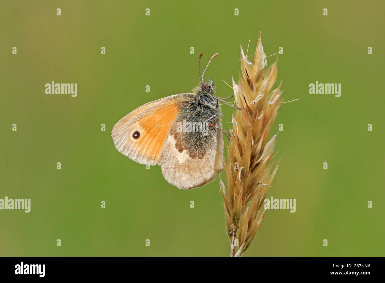 Adult Small Heath Butterfly with red mite Stock Photo