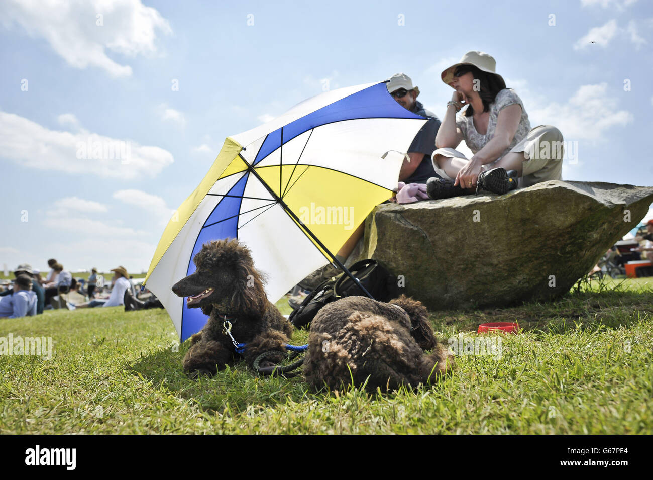 Dogs take shade under an umbrella in the hot sunshine during day three of the Barbury International Horse Trials at Barbury Castle, Wiltshire. Stock Photo