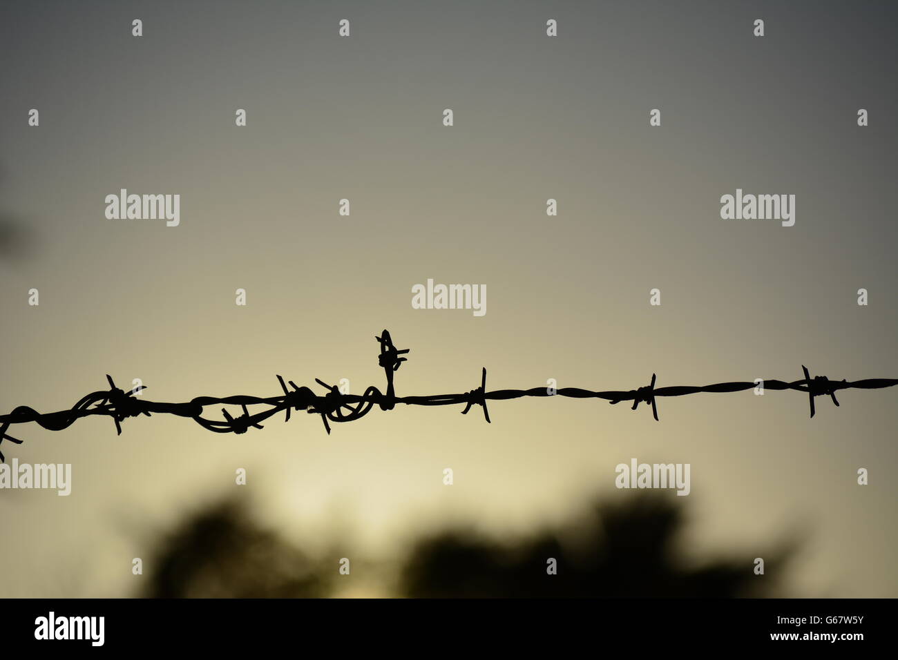 wire security fence with spikes Stock Photo Alamy