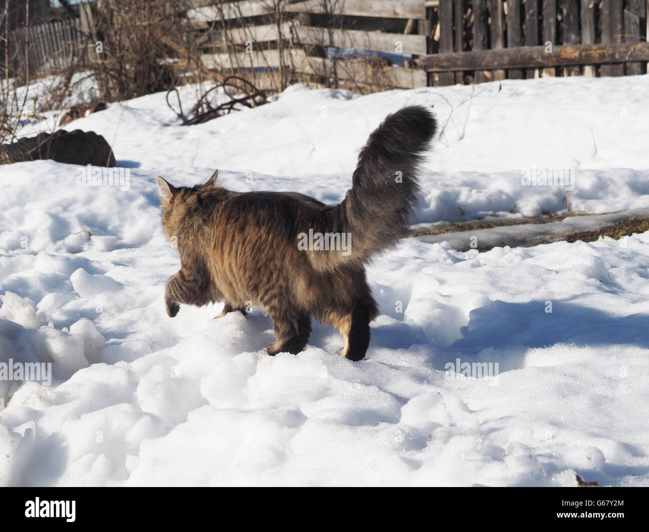Cat in the snow Stock Photo Alamy