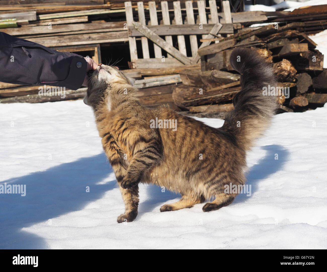 Cat in the snow Stock Photo Alamy