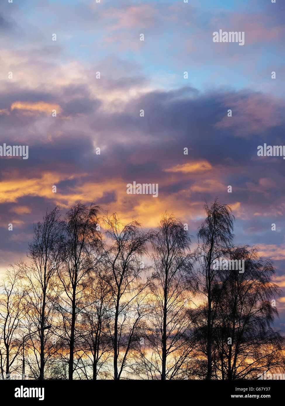 sunset sky with clouds above the forest Stock Photo - Alamy