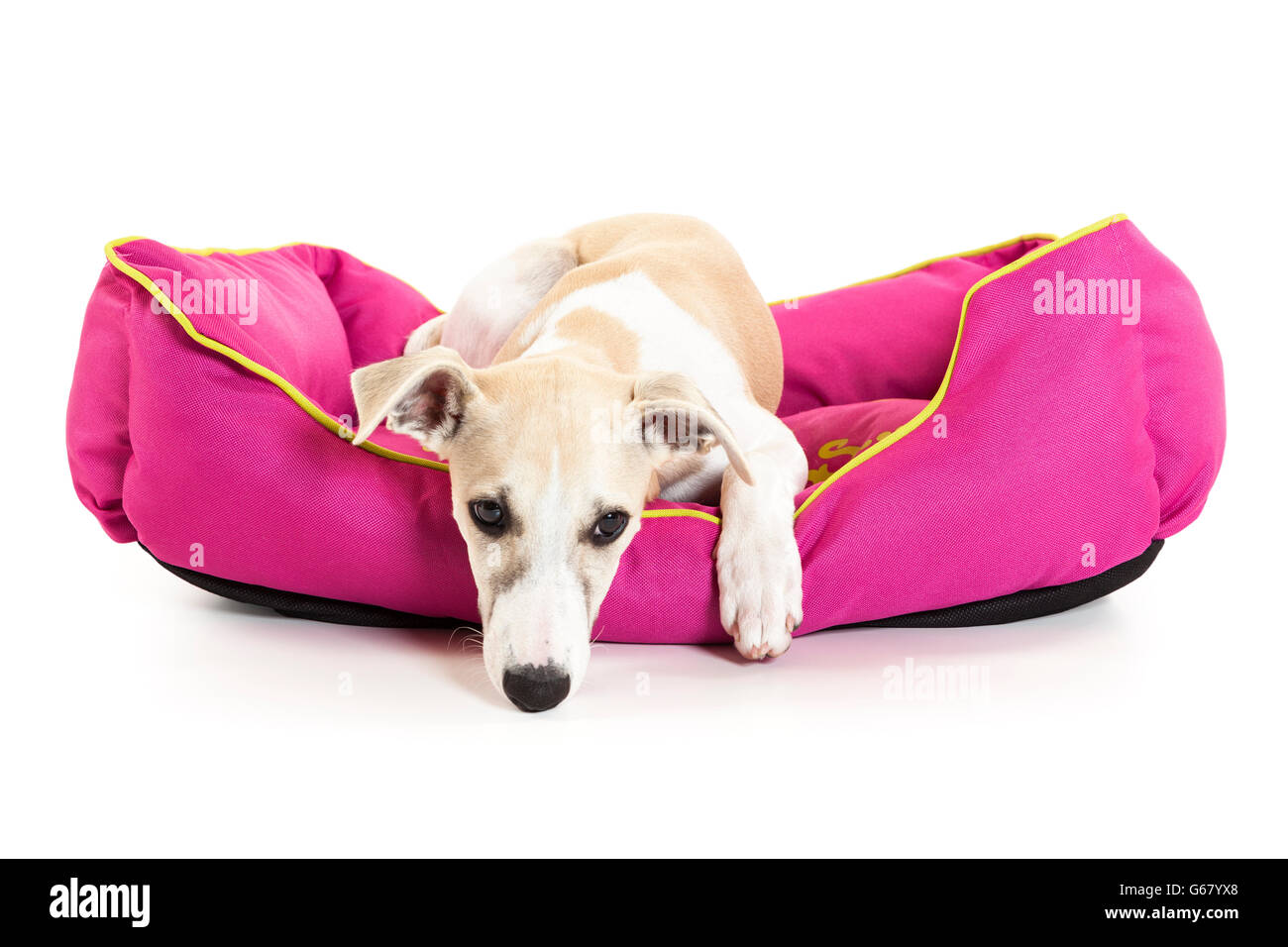 whippet bed