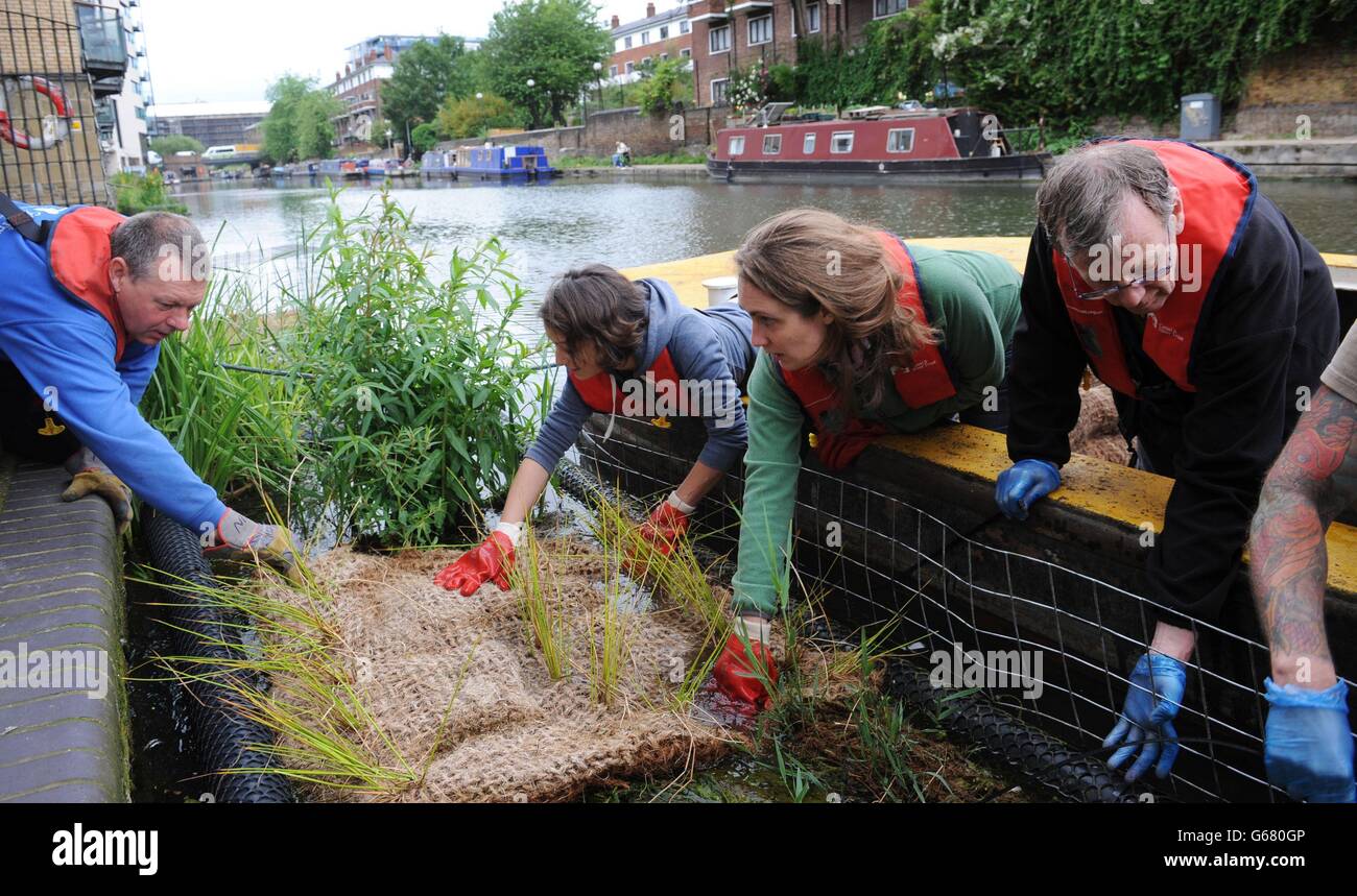Volunteers create a floating meadow along Regent's Canal in London today to help the capital's struggling bee population. The volunteers will build the 66 metre water meadow using boats to plant yellow irises, rush, sedge, purple loosetrife, grasses and mint for the Canal & River Trust's first birthday. Stock Photo
