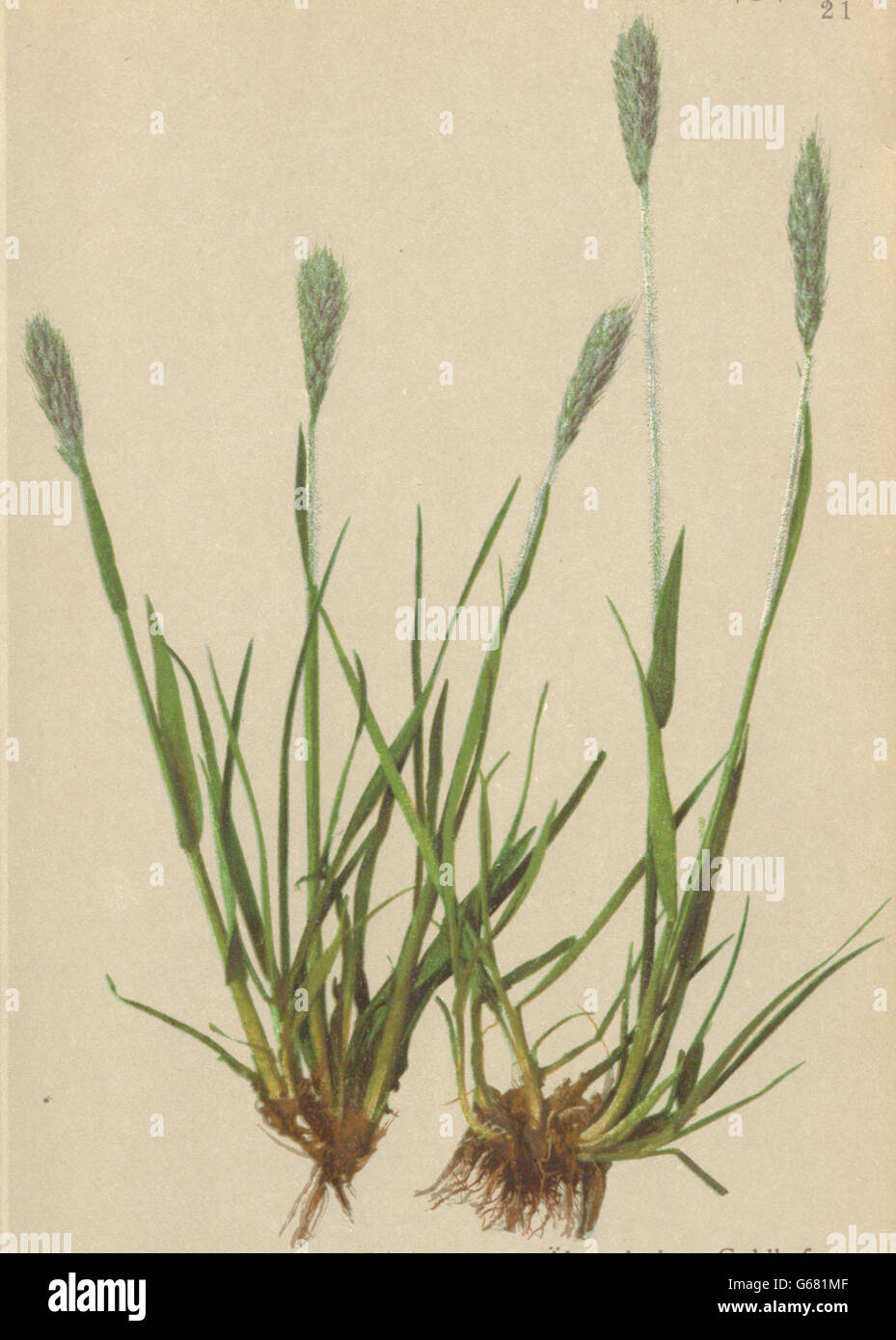 ALPINE FLOWERS: Trisetum subspicatum Beauv-Ährenrispiger Goldhafer, print 1897 Stock Photo