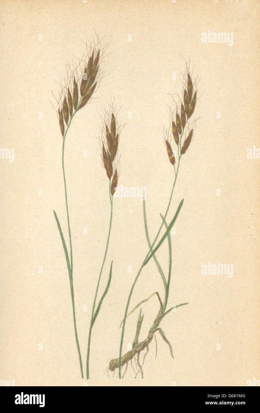 ALPENFLORA ALPINE FLOWERS: Avena versicolor Vill-Bunter Hafer, old print 1897 Stock Photo