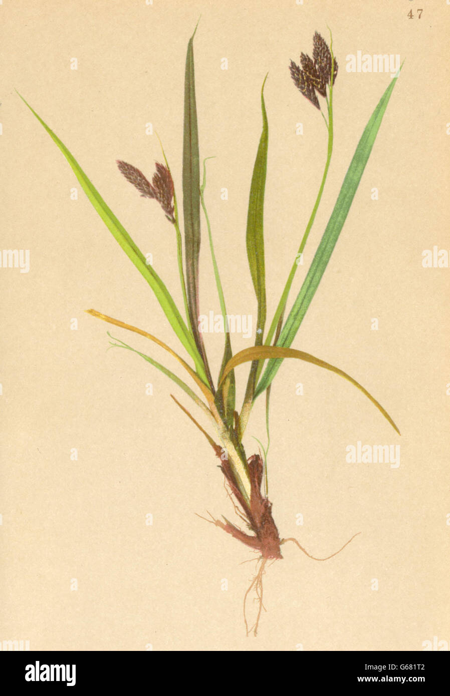 ALPENFLORA ALPINE FLOWERS: Carex atrata L-Schwarze Segge, antique print 1897 Stock Photo